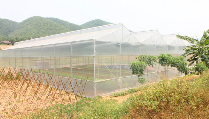 cách làm nhà lưới trồng rau đơn giản